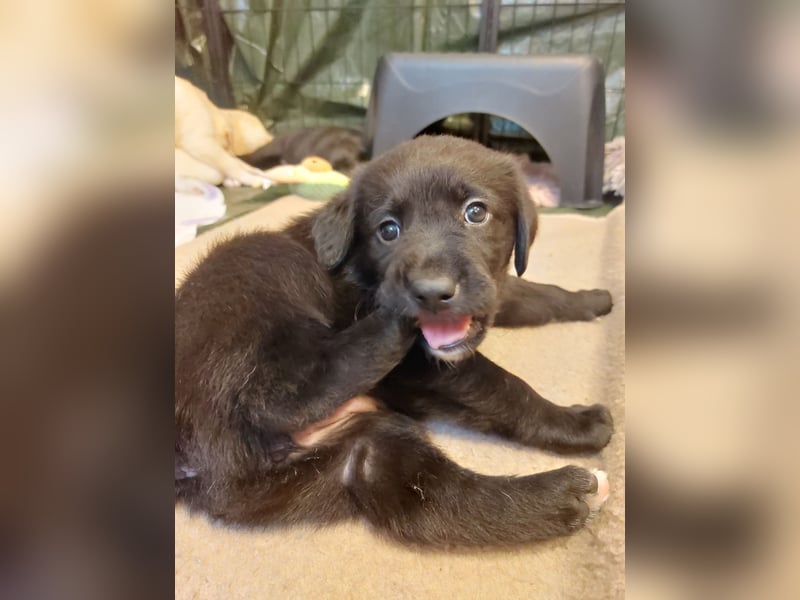 Wunderschöne Labrador-Mix Welpen