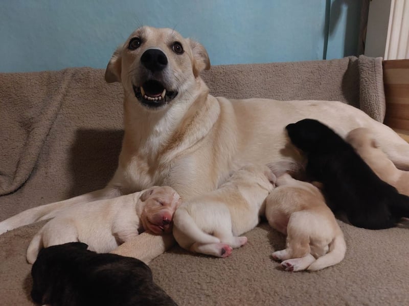 Wunderschöne Labrador-Mix Welpen