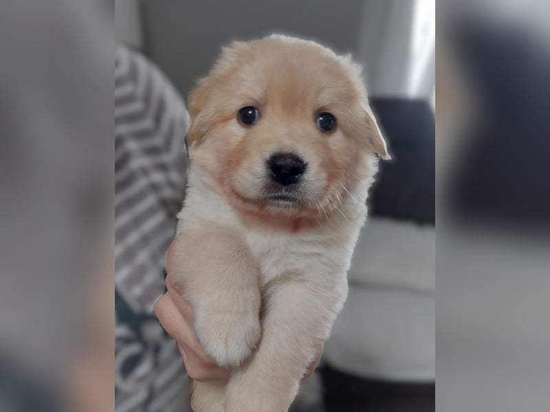 Wunderschöne Labrador-Mix Welpen