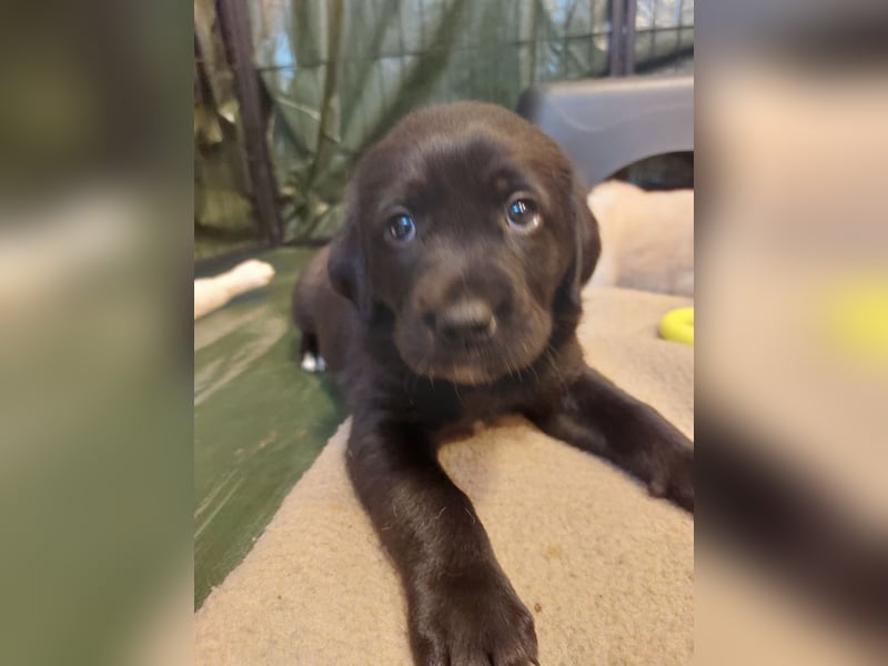 Wunderschöne Labrador-Mix Welpen