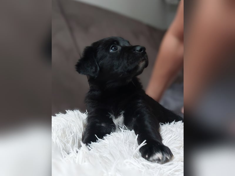 Wunderschöne Labrador-Mix Welpen