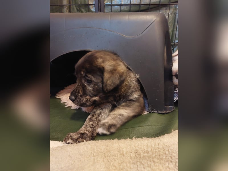 Wunderschöne Labrador-Mix Welpen