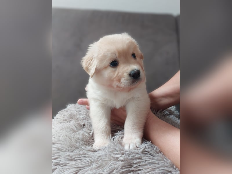 Wunderschöne Labrador-Mix Welpen