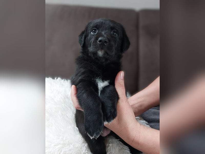 Wunderschöne Labrador-Mix Welpen