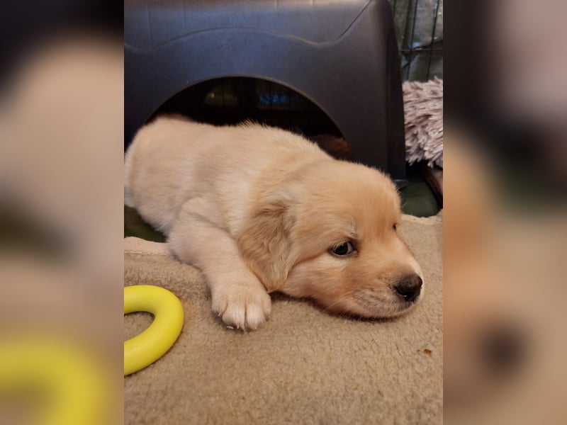 Wunderschöne Labrador-Mix Welpen
