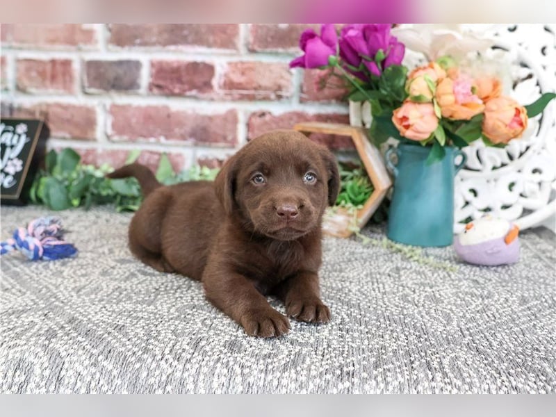 Labrador Retriever Welpen kleine Familienfreunde suchen ein Zuhause