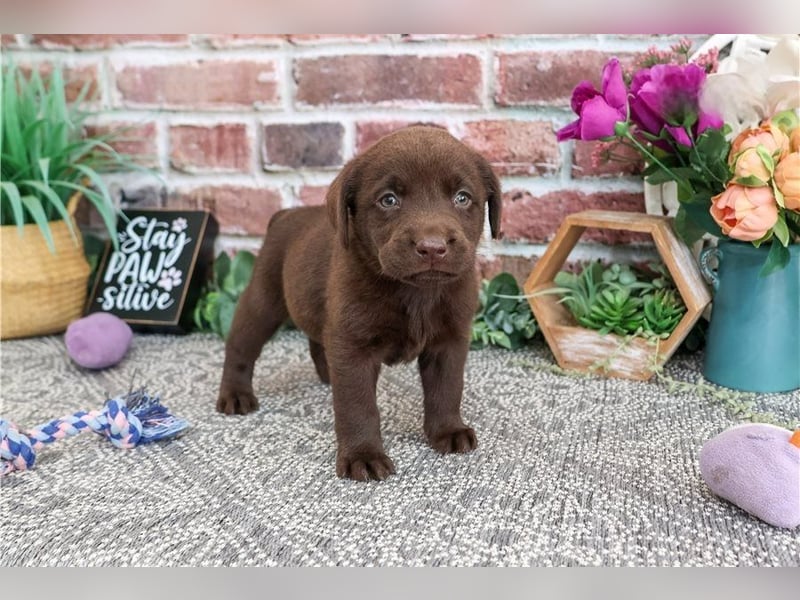 Labrador Retriever Welpen kleine Familienfreunde suchen ein Zuhause