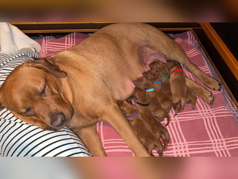 WELPEN Labrador foxred (gelb) reinrassig - zugelassene Zuchtstätte DRC