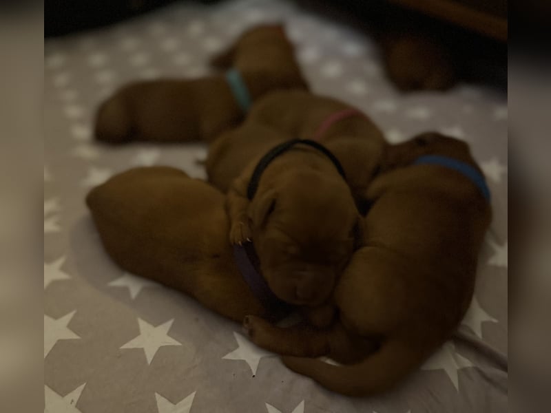 WELPEN Labrador foxred (gelb) reinrassig - zugelassene Zuchtstätte DRC