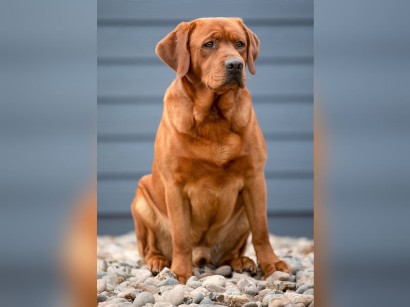 WELPEN Labrador foxred (gelb) reinrassig - zugelassene Zuchtstätte DRC