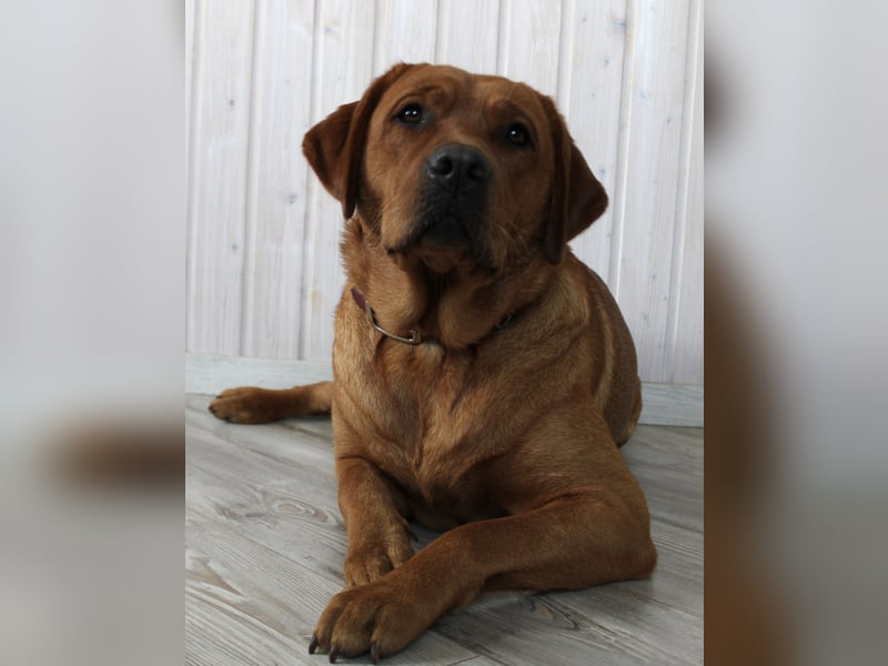 WELPEN Labrador foxred (gelb) reinrassig - zugelassene Zuchtstätte DRC