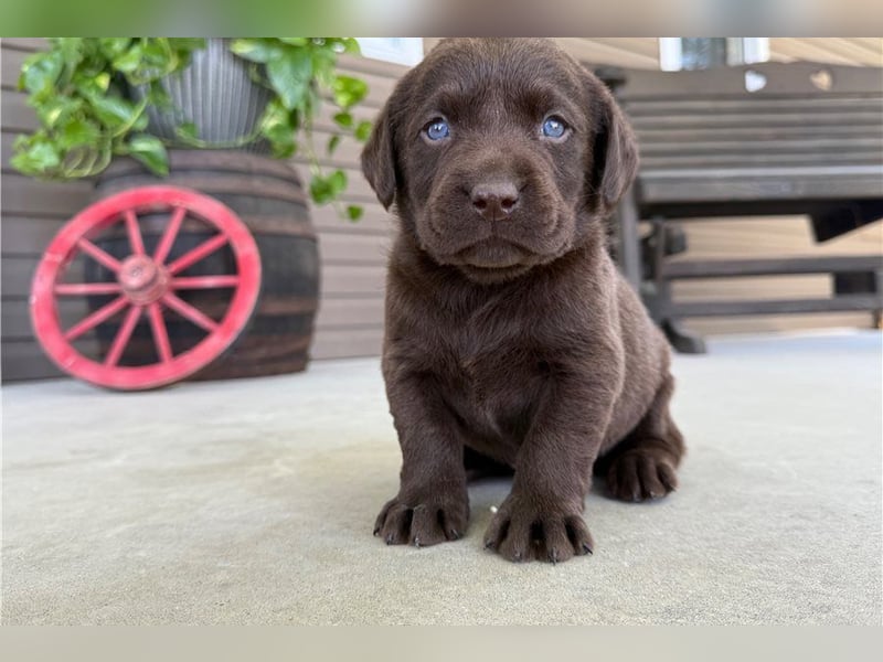 Liebevolle Labrador Retriever Welpen suchen ihre Familien