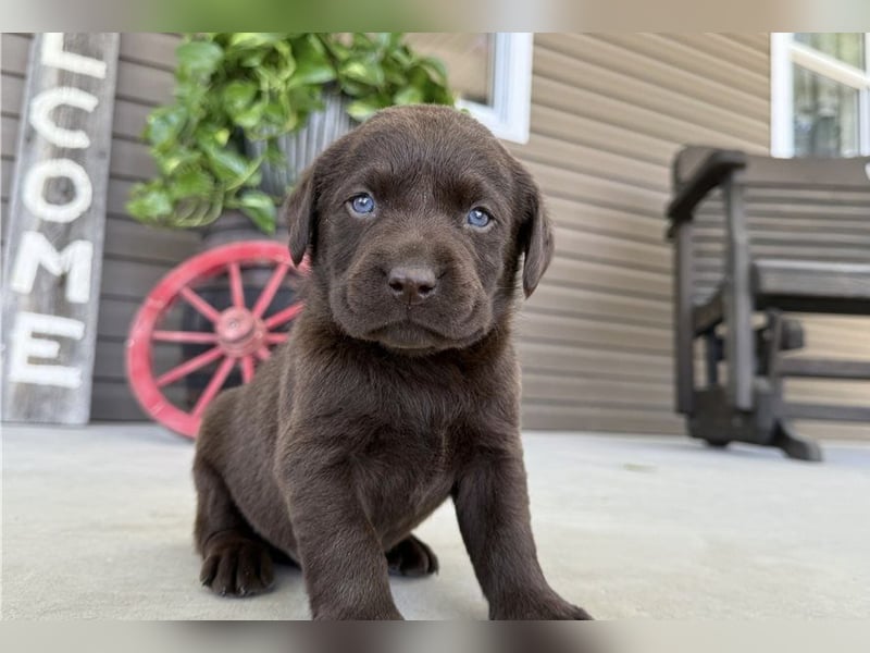 Labrador Retriever Welpen kleine Familienfreunde suchen ihr Zuhause