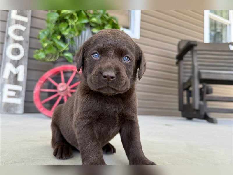 Liebevolle Labrador Retriever Welpen suchen ihre Familien