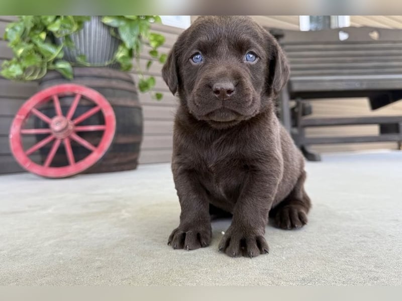 Labrador Retriever Welpen kleine Familienfreunde suchen ihr Zuhause