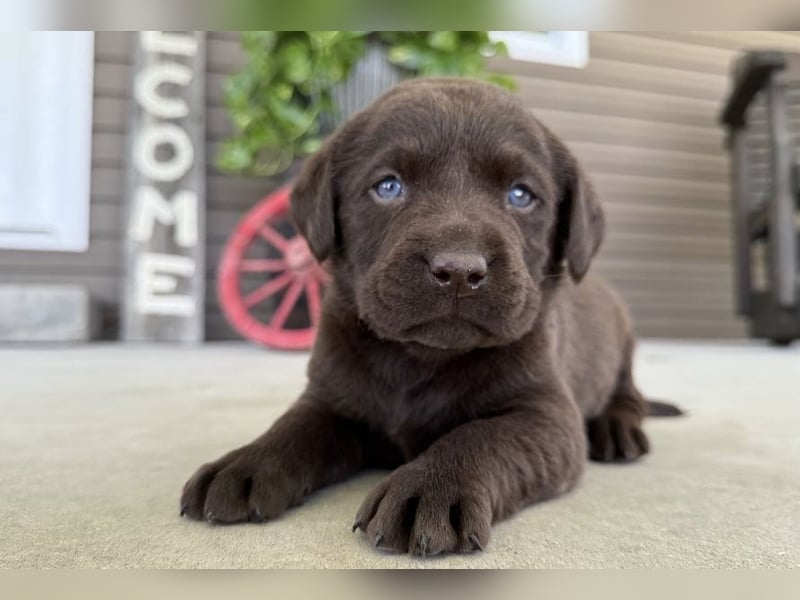 Labrador Retriever Welpen kleine Familienfreunde suchen ihr Zuhause