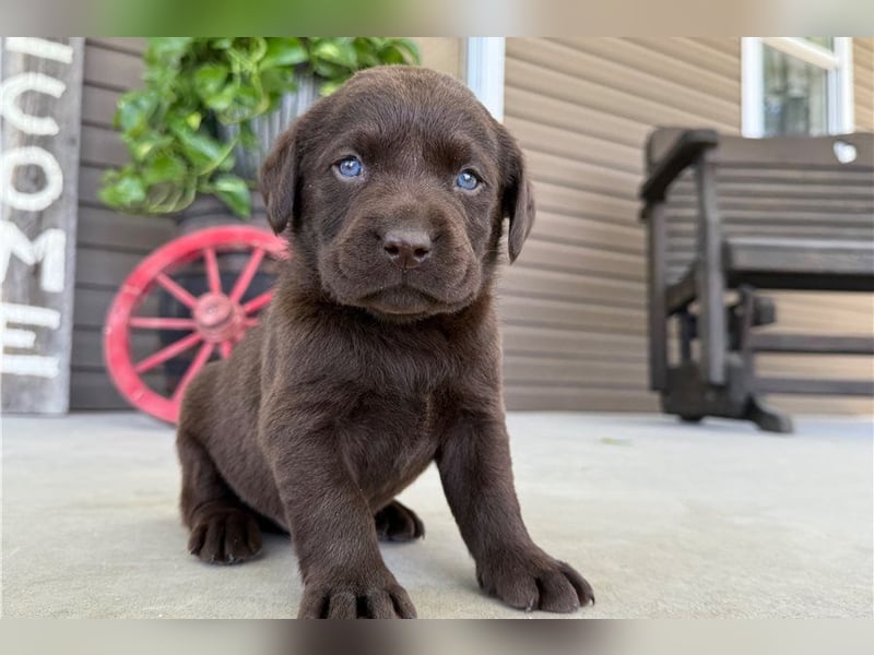Liebevolle Labrador Retriever Welpen suchen ihre Familien