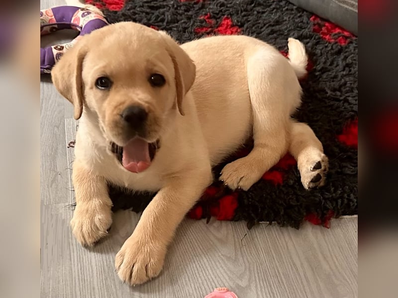 Goldig gelben Labrador Welpe (Rüde) aus kontrollierter LCD / VDH Zucht sucht ein liebevolles Zuhause
