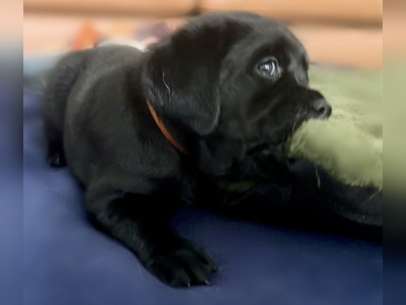 Schwarze Labradorhündin