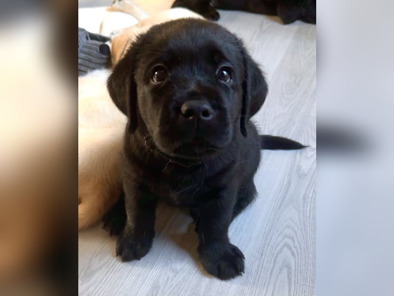 Schwarze Labradorhündin