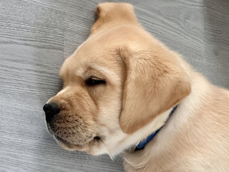 Goldig gelben Labrador Welpe (Rüde) aus kontrollierter LCD / VDH Zucht sucht ein liebevolles Zuhause