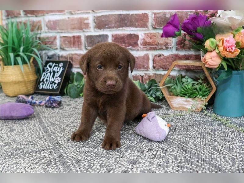 Wunderschöne Labrador Retriever Welpen suchen ihre Familien