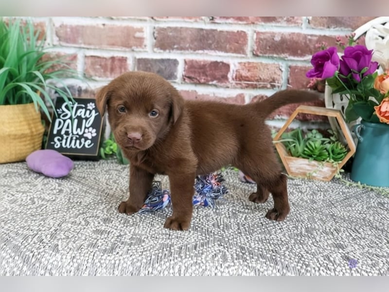 Wunderschöne Labrador Retriever Welpen suchen ihre Familien