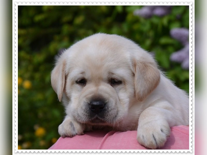 Wunderschöne Labrador Welpen in Schwarz und Gelb aus der Showlinie