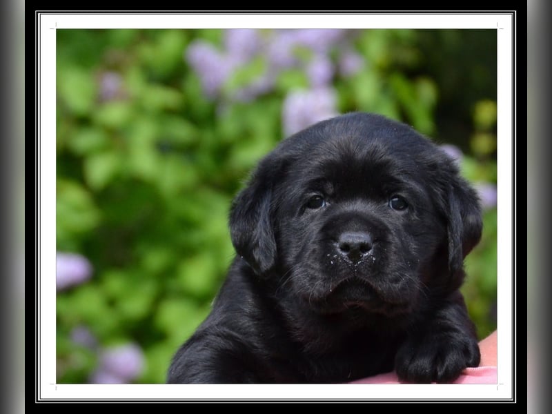 Wunderschöne Labrador Welpen in Schwarz und Gelb aus der Showlinie