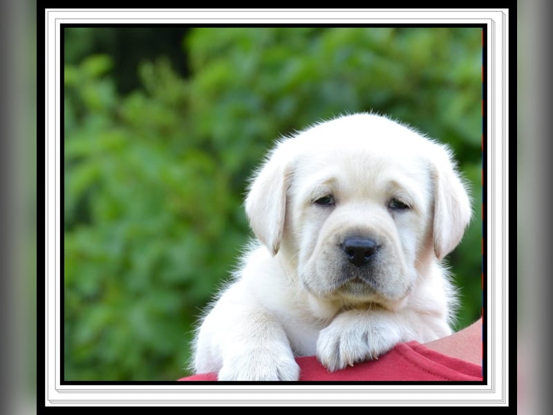 Wunderschöne Labrador Welpen in Schwarz und Gelb aus der Showlinie