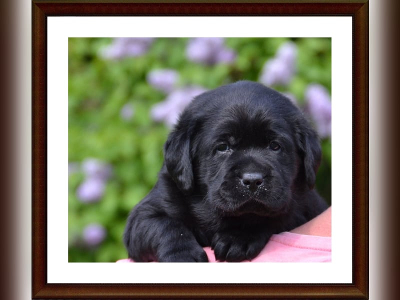 Wunderschöne Labrador Welpen in Schwarz und Gelb aus der Showlinie