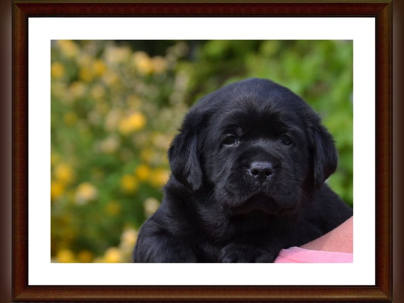 Wunderschöne Labrador Welpen in Schwarz und Gelb aus der Showlinie