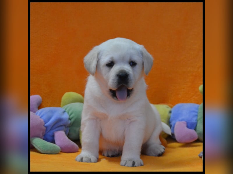 Wunderschöne Labrador Welpen in Schwarz und Gelb aus der Showlinie