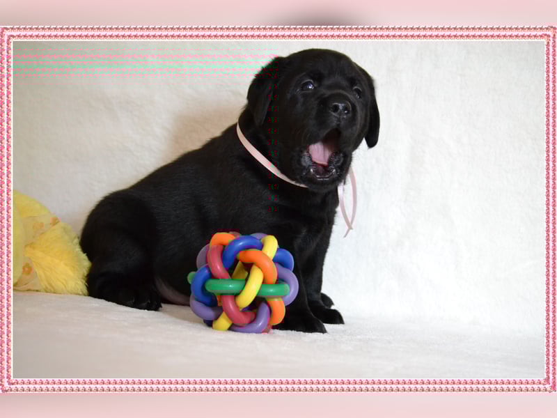 Wunderschöne Labrador Welpen in Schwarz und Gelb aus der Showlinie