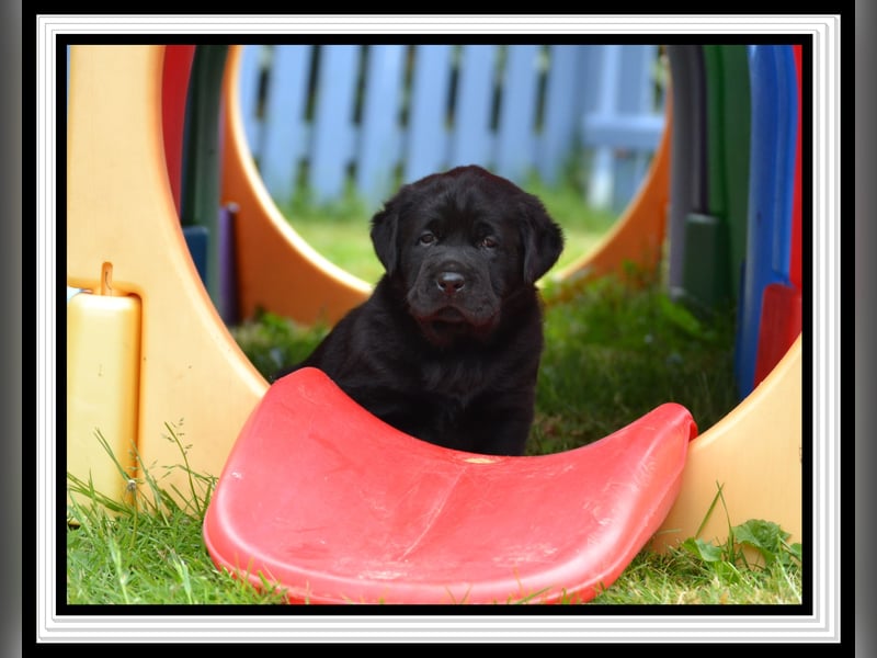 Wunderschöne Labrador Welpen in Schwarz und Gelb aus der Showlinie