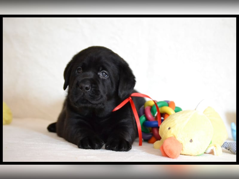 Wunderschöne Labrador Welpen in Schwarz und Gelb aus der Showlinie