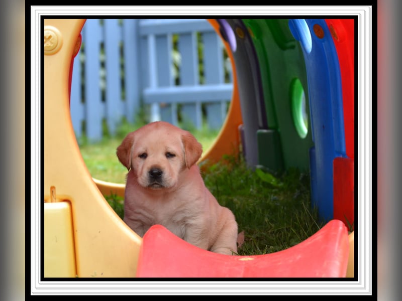 Wunderschöne Labrador Welpen in Schwarz und Gelb aus der Showlinie