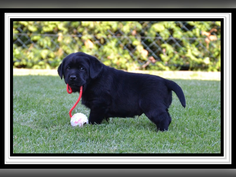 Wunderschöne Labrador Welpen in Schwarz und Gelb aus der Showlinie