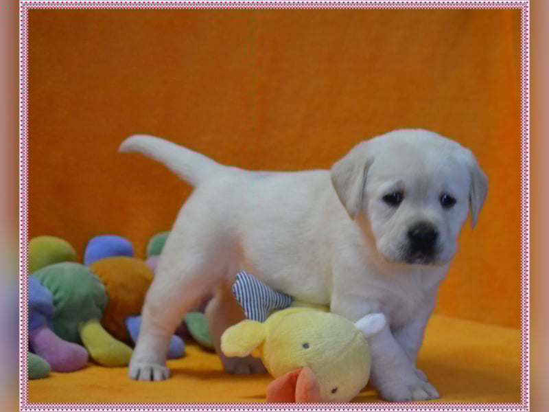 Wunderschöne Labrador Welpen in Schwarz und Gelb aus der Showlinie