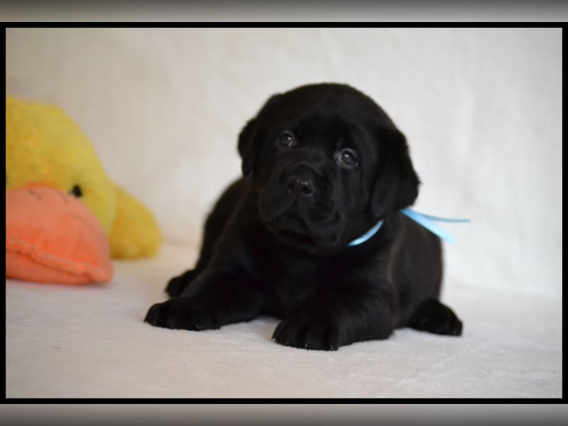 Wunderschöne Labrador Welpen in Schwarz und Gelb aus der Showlinie