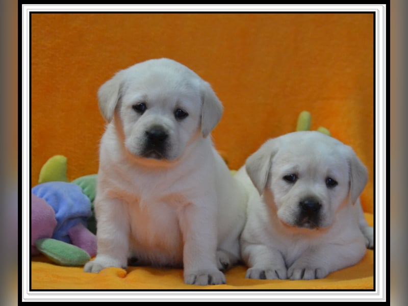 Wunderschöne Labrador Welpen in Schwarz und Gelb aus der Showlinie