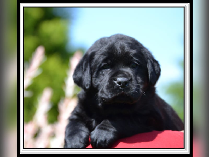 Wunderschöne Labrador Welpen in Schwarz und Gelb aus der Showlinie