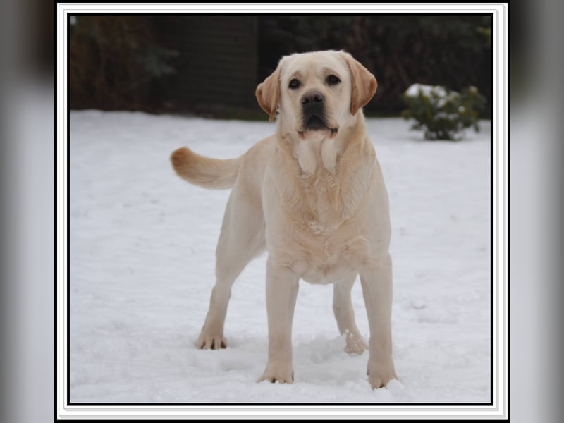 Wunderschöne Labrador Welpen in Schwarz und Gelb aus der Showlinie