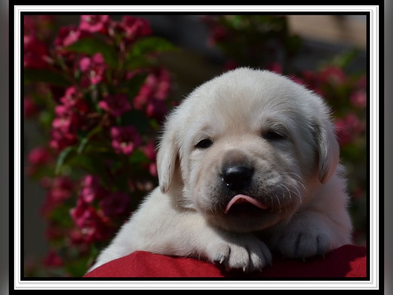 Wunderschöne Labrador Welpen in Schwarz und Gelb aus der Showlinie