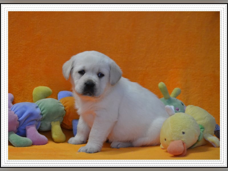 Wunderschöne Labrador Welpen in Schwarz und Gelb aus der Showlinie