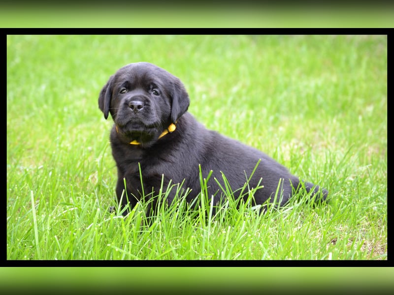 Wunderschöne Labrador Welpen in Schwarz und Gelb aus der Showlinie