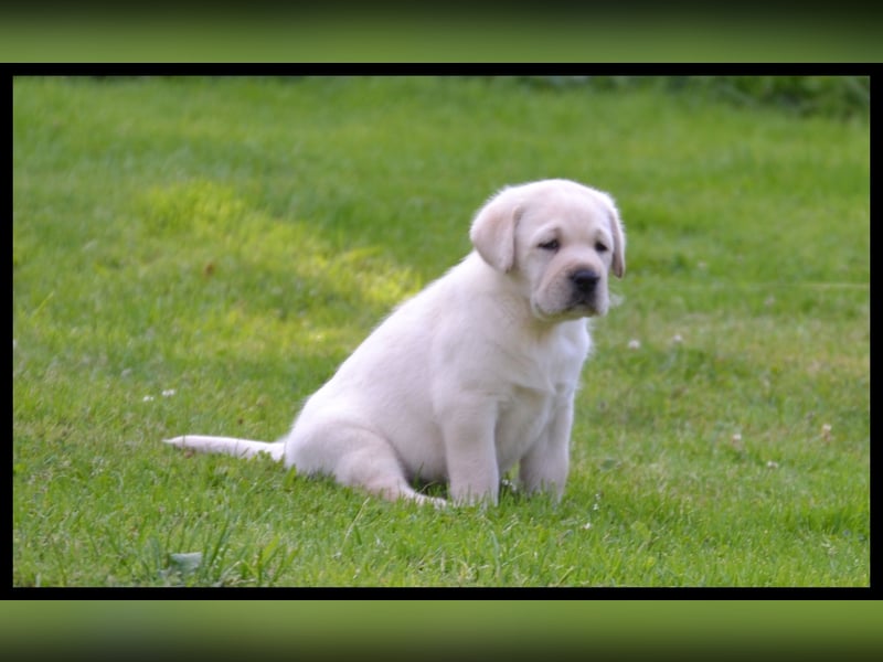 Wunderschöne Labrador Welpen in Schwarz und Gelb aus der Showlinie