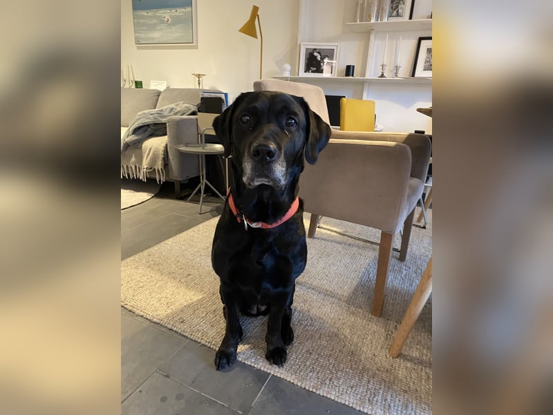 Labrador-Hündin Suse (8 Jahre) sucht liebevolles Zuhause