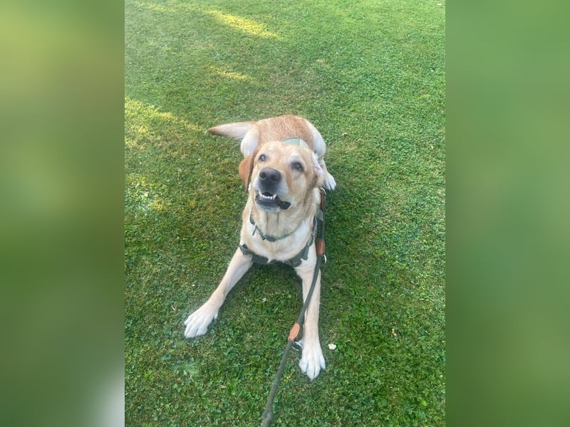 Traumhund auf vier Pfoten: Verträglicher Labrador (4 Jahre) sucht Lebensplatz!