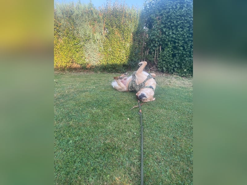 Traumhund auf vier Pfoten: Verträglicher Labrador (4 Jahre) sucht Lebensplatz!